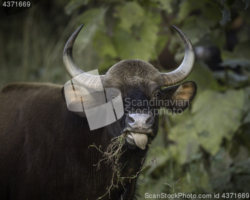 Image of Gaur, Indian Bison