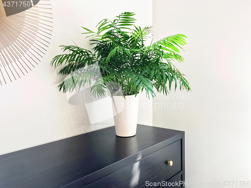 Image of Parlor palm plant decorating black wooden dresser