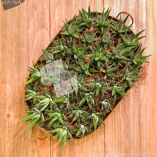 Image of Tray with lots of little aloe plant pots