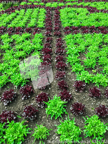 Image of Summer garden with red and green lettuce