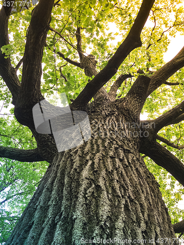 Image of Sunlight coming through green leaves of an oak tree