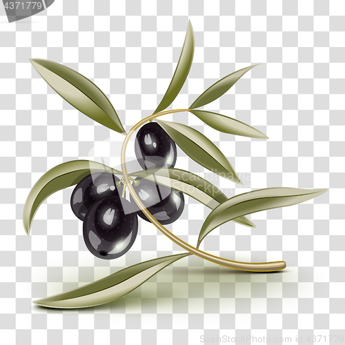 Image of Transparent editable Black olives branch