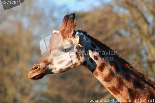 Image of Single giraffe