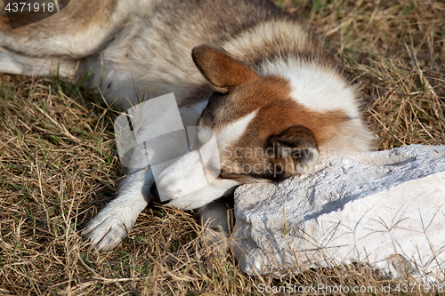 Image of Homeless dog rests on stone pillow