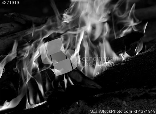 Image of Black and white view on campfire in forest