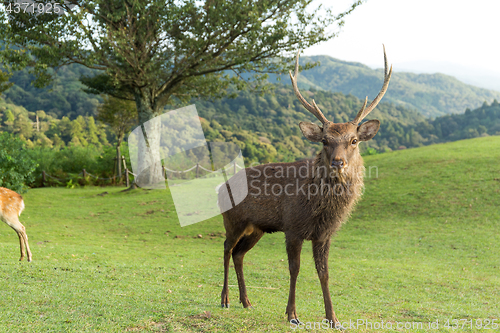 Image of Buck deer in the park