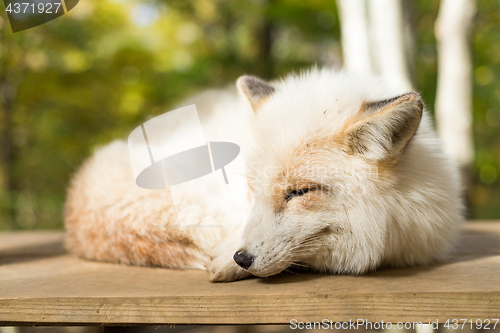 Image of White fox sleeping at outdoor