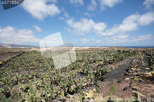 Image of A large and important cactus plantation on Lanzarote.