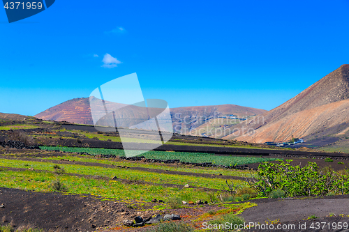 Image of Green cultivated landscape in the valleys of Lanzarote.