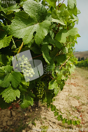 Image of Vineyard with green grapes