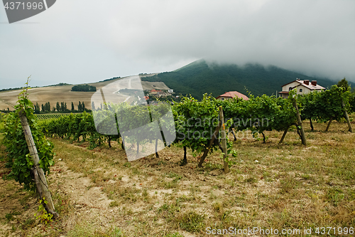 Image of Grove with grape trees