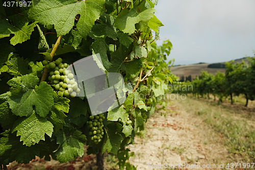 Image of Vineyard with green grapes