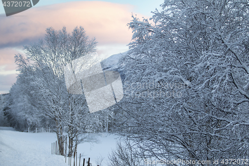 Image of Winter Scenery