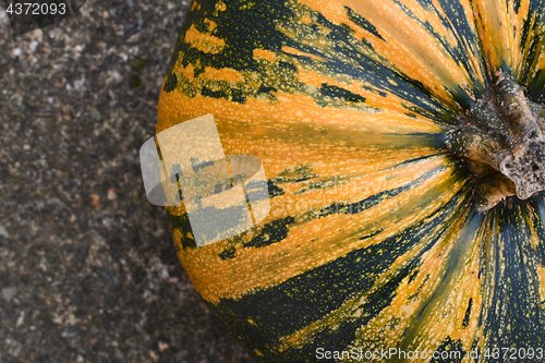 Image of Close crop of yellow and green striped pumpkin 