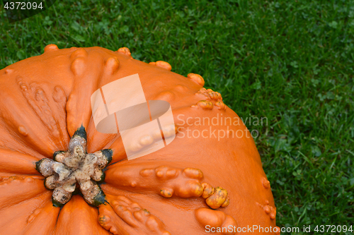 Image of Close-up of deep orange pumpkin with warty texture 