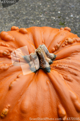 Image of Unusual large orange pumpkin with warty texture