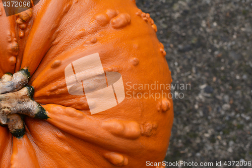 Image of Close crop of deep orange warty pumpkin 