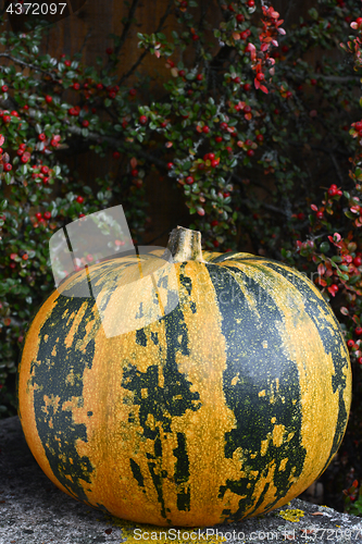 Image of Stripy green and yellow pumpkin at Thanksgiving