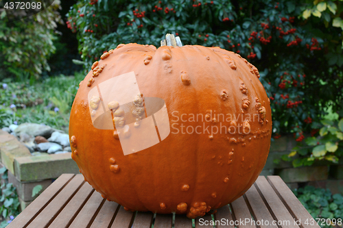 Image of Big Thanksgiving pumpkin in an autumn garden