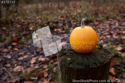 Image of Small orange gourd on a wooden post in fall woodland