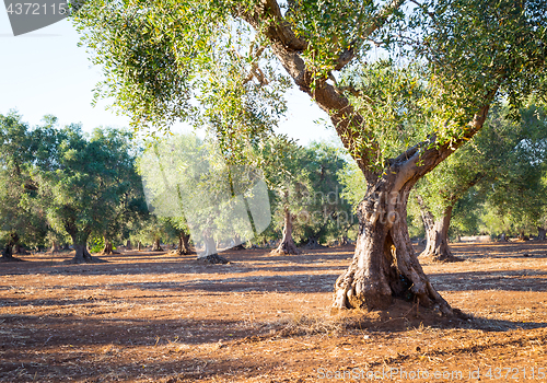 Image of Old olive trees in South Italy