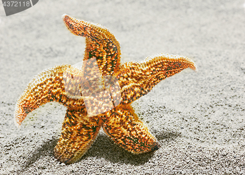Image of Beautiful starfish against a background of sand
