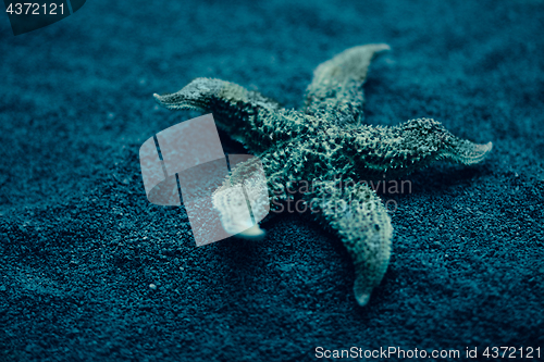 Image of Starfish under water. Beautiful underwater world