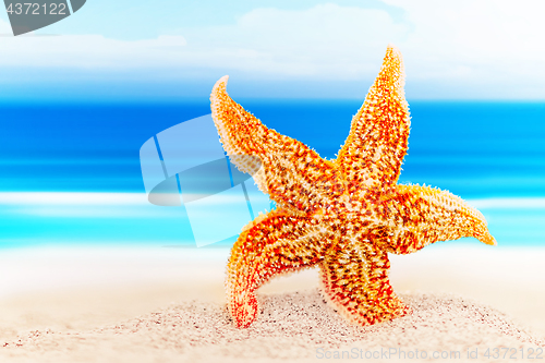 Image of Dancing starfish against the background of the sea shore