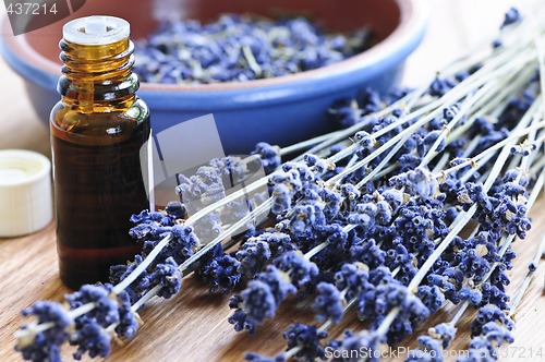 Image of Lavender herb and essential oil