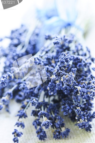 Image of Dried lavender