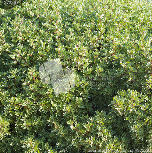 Image of Abstract green bush background