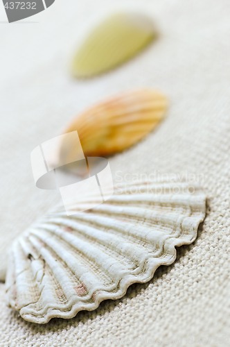 Image of Seashells