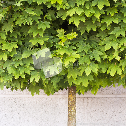 Image of Maple tree growing on the pavement