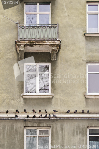 Image of Pigeons perched in line along the ledge of house