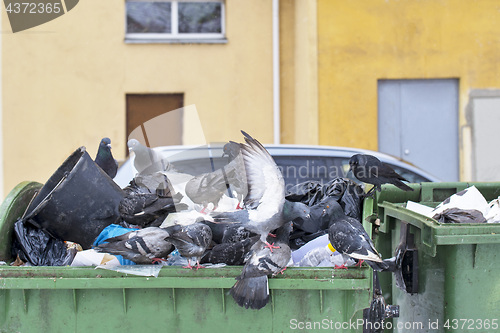 Image of Pigeons in trash container