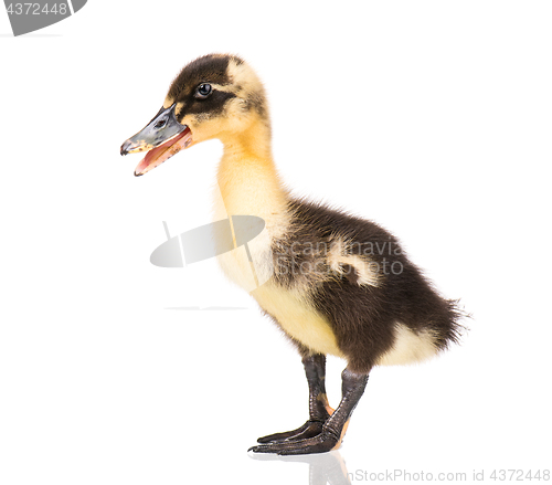 Image of Cute newborn duckling