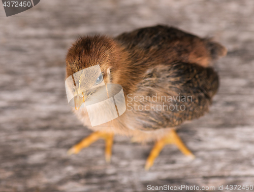 Image of Cute little newborn chicken