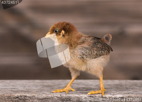 Image of Cute little newborn chicken