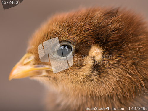 Image of Cute little newborn chicken