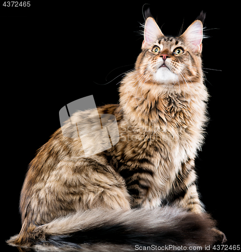 Image of Maine Coon cat