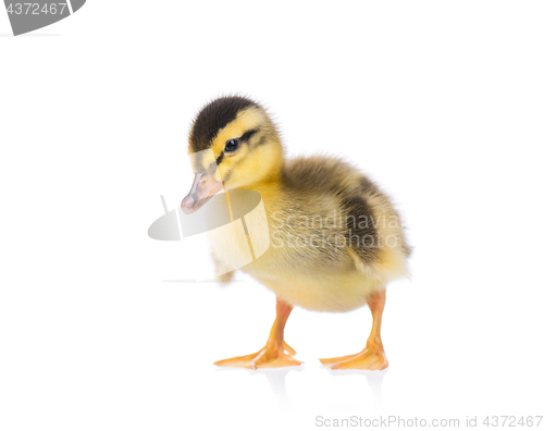 Image of Cute newborn duckling