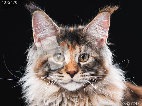 Image of Maine Coon cat