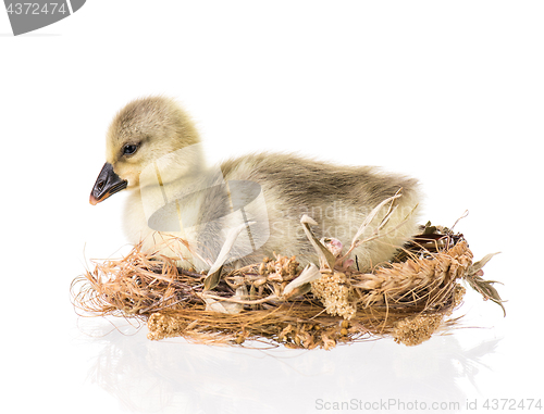 Image of Cute newborn gosling