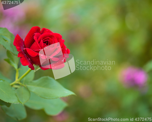 Image of Beautiful red roses