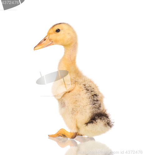 Image of Cute newborn duckling