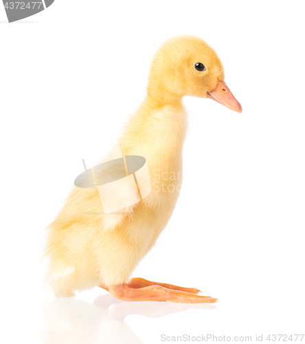 Image of Cute newborn duckling