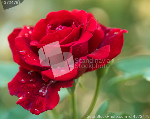 Image of Beautiful red roses