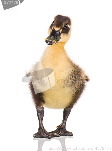 Image of Cute newborn duckling