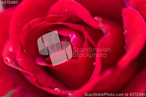 Image of Beautiful red roses