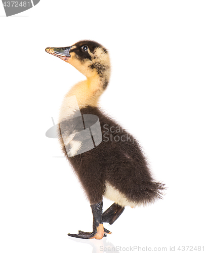 Image of Cute newborn duckling